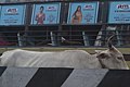 Cow in Chennai , India.jpg
