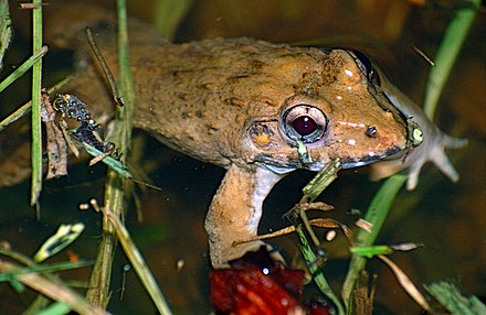 Crab-eating Frog (Fejervarya cancrivora) (14136245104).jpg