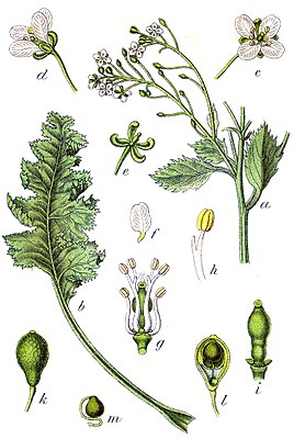 Ilustración de la col rizada real (Crambe maritima)