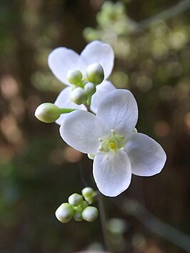 Crambe santosii