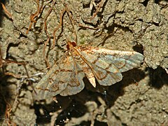 Crambidae - Metasia ophialis.JPG