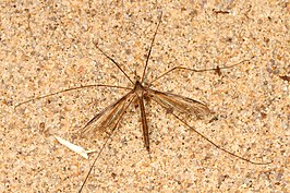 Tipula (Vestiplex) longiventris