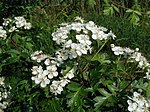 Miniatura per Crataegus