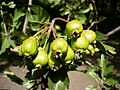Fruit of Crataegus azarolus