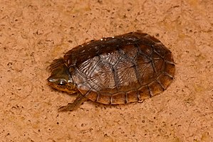 Creaser's Mud Turtle (Kinosternon creaseri).jpg