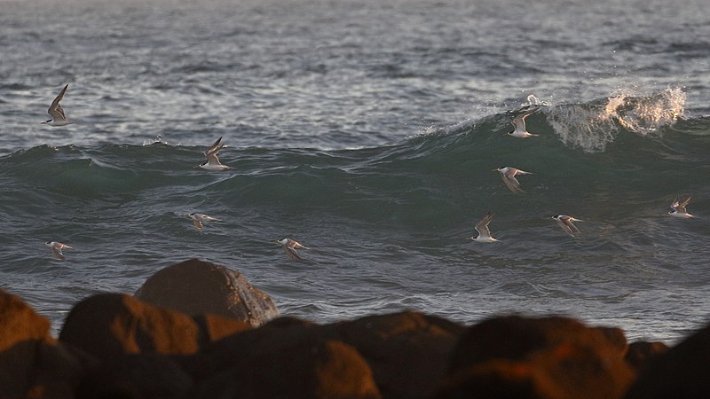 File:Crested Terns (33535768796).jpg