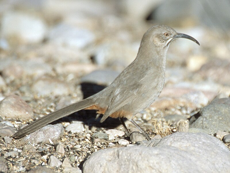 File:Crissal Thrasher crop.jpg