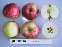 Cross section of Papirovka, National Fruit Collection (acc. 1949-112) .jpg