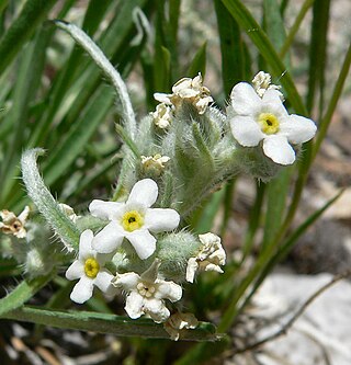 <i>Oreocarya flavoculata</i> Species of flowering plant