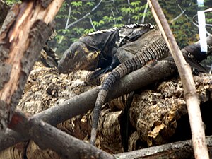 Ctenosaura melanosterna in Korkeasaari Zoo.JPG