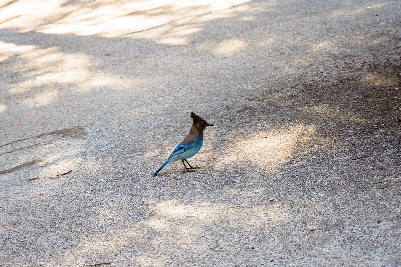 File:Cyanocitta stelleri - Yosemite National Park, near Vernal Fall.jpg