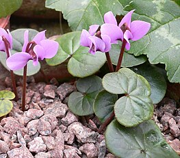 <center>Cyclamen parviflorum</center>