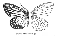 CyclosiaPapilionaris.png