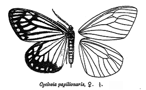 Cyclosia Papilionaris