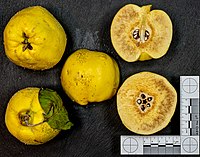 Cydora-robusta (quince) jm123021.jpg