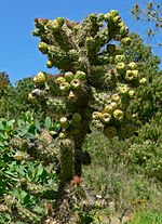 Thumbnail for Cylindropuntia prolifera