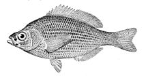 Barred surfperch - Wikipedia