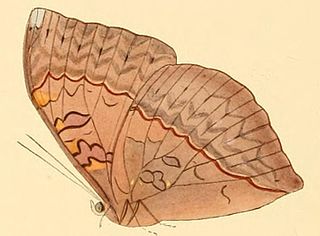 <i>Cymothoe hesiodotus</i> Species of butterfly