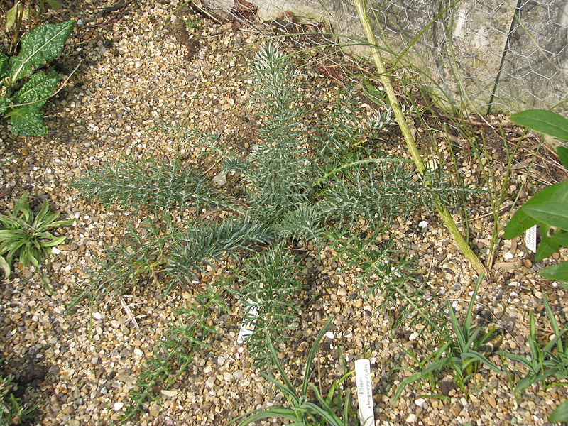 File:Cynara humilis (16846803101).jpg