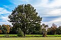 * Nomination Solitary tree in the fields of the Börnste hamlet, Kirchspiel, Dülmen, North Rhine-Westphalia, Germany --XRay 04:46, 7 January 2023 (UTC) * Promotion  Support Good quality. --Tournasol7 05:13, 7 January 2023 (UTC)