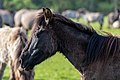 * Nomination Dülmen wild horses at the wild horse track in Merfeld, Dülmen, North Rhine-Westphalia, Germany --XRay 01:59, 7 May 2023 (UTC) * Promotion  Support Good quality -- Johann Jaritz 02:23, 7 May 2023 (UTC)