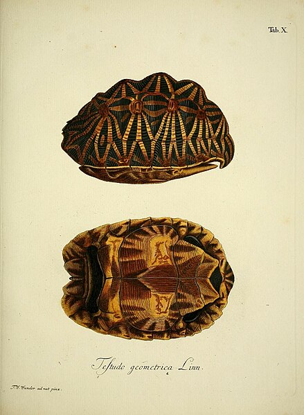 File:D. Johann David Schöpfs königl. Preuss. hofraths ... Naturgeschichte der Schildkröten (Tab. X) (6788974782).jpg