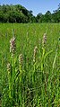 Dactylorhiza incarnata Germany - Neuried