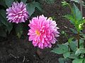 Dahlia 'Ledene'