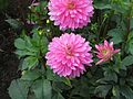 Dahlia 'Ledene'