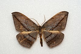 Dalima schistacearia