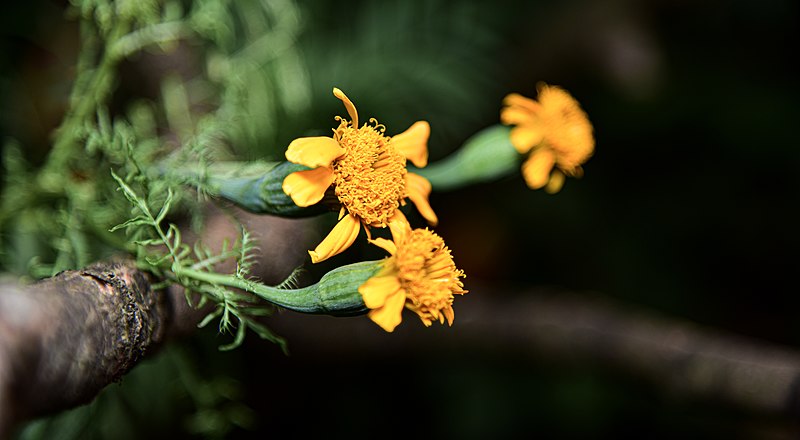 File:Das pethiya (Marygold) flowers.jpg