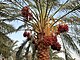 Date palm - Anduhjerd, Shahdad, Kerman.jpg