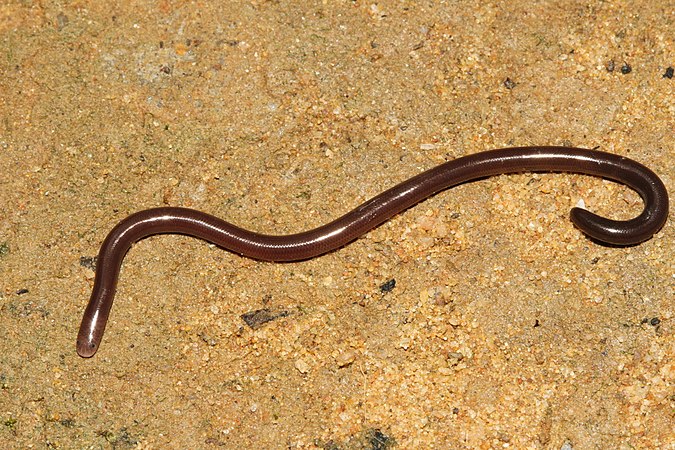 Похожие на змей. Змея Браминский слепун. Ramphotyphlops braminus. Барбадосская узкоротая змея.