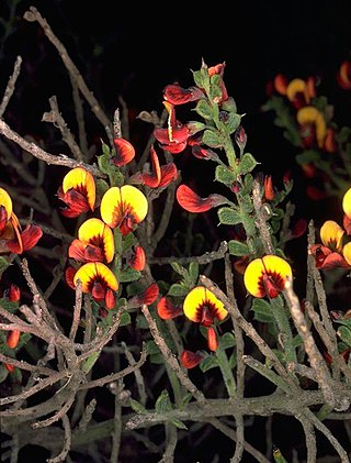 <i>Daviesia dielsii</i> Species of flowering plant