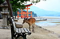 Deer near the torii gate