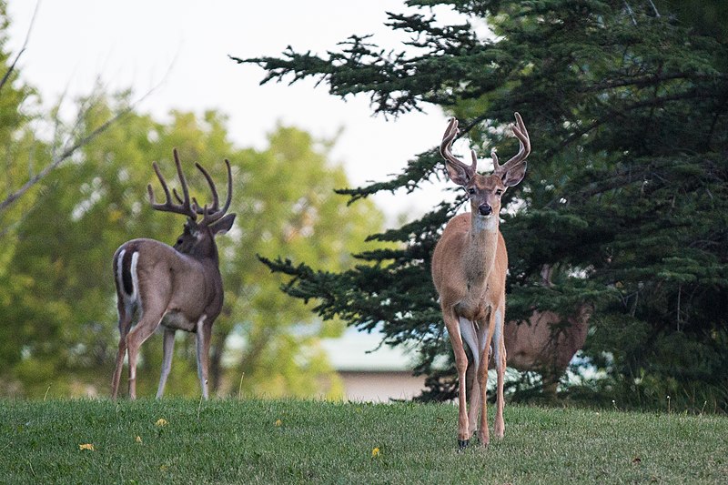 File:Deer off 23 Avenue (29317962405).jpg