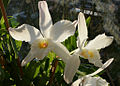 Dendrobium infundibulum flowers