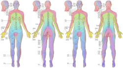 Dermatomes labeled, female-male front-back 3d-shaded