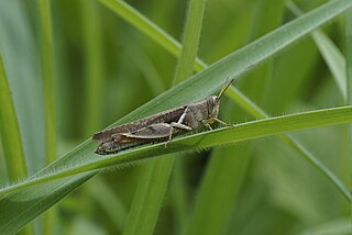 <i>Diabolocatantops pinguis</i> Species of grasshopper