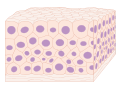 Diagram of a transitional cell CRUK 027.svg
