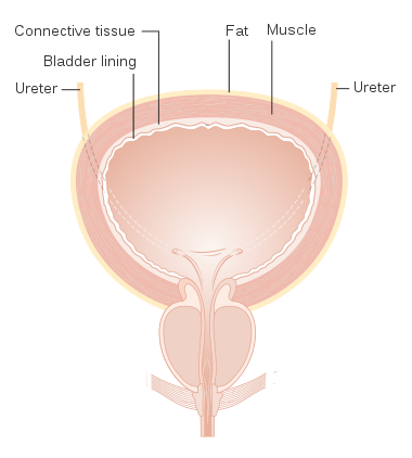 Diagram showing the layers of the bladder CRUK 304.svg