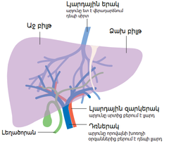 Diagram showing the two lobes of the liver and its blood supply (hy).png