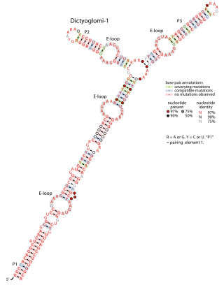 <span class="mw-page-title-main">Dictyoglomi-1 RNA motif</span>