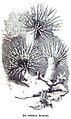 Die Gartenlaube (1857) b 043 1.jpg Die bekleidete Anemone
