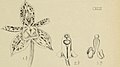 Plocoglottis dilatata figure 142 in: Johannes Jacobus Smith: Die Orchideen von Java Figuren-Atlas - 2. Heft Leiden (1909) (Detail)