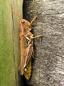 Differential Grasshopper (29666703305).jpg