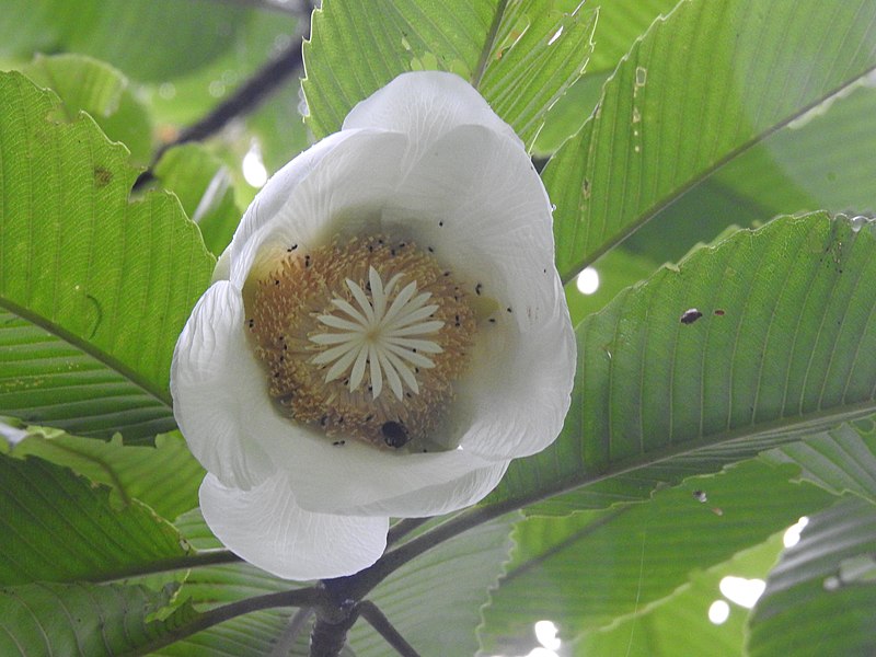 File:Dillenia indica Flower1-AD.jpg