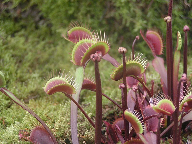 File:Dionaea muscipula Royal Red Venus Fly Trap.jpg