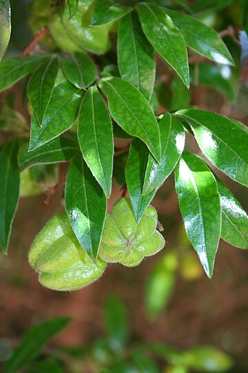 Diospyros whyteana