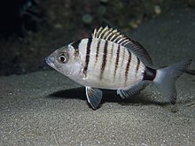 Diplodus puntazzo 87357945.jpg